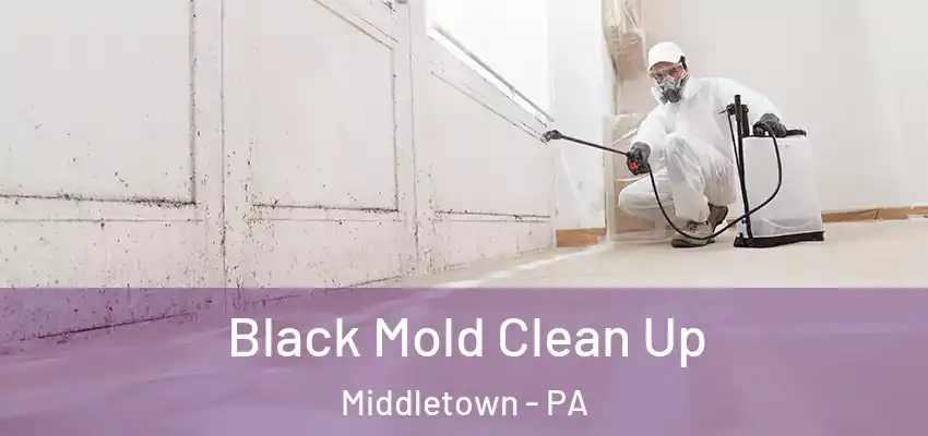  Black Mold Clean Up Middletown - PA