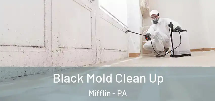 Black Mold Clean Up Mifflin - PA