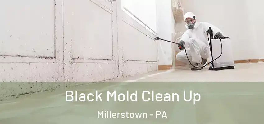 Black Mold Clean Up Millerstown - PA