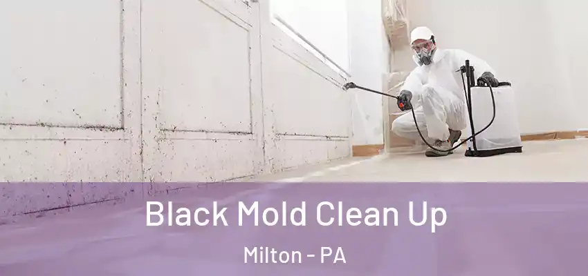 Black Mold Clean Up Milton - PA