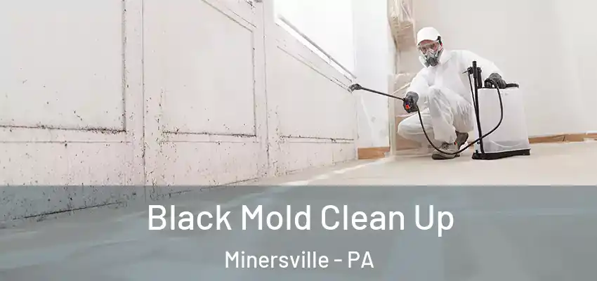  Black Mold Clean Up Minersville - PA
