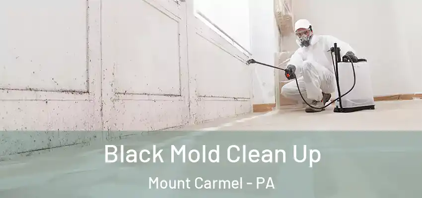 Black Mold Clean Up Mount Carmel - PA