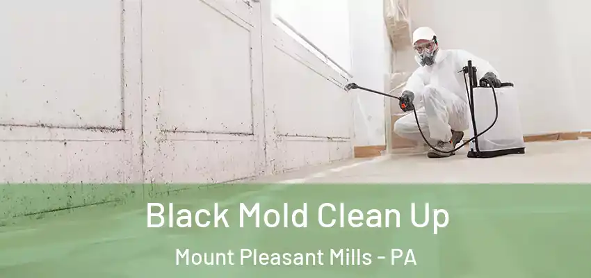 Black Mold Clean Up Mount Pleasant Mills - PA
