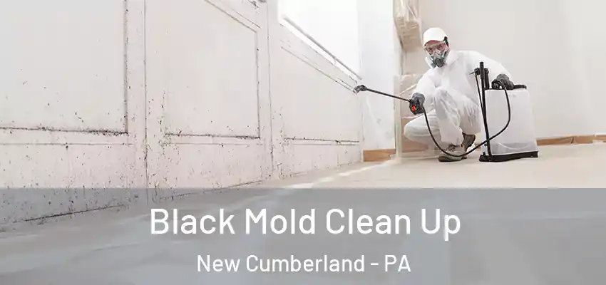 Black Mold Clean Up New Cumberland - PA