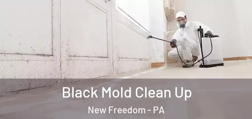 Black Mold Clean Up New Freedom - PA