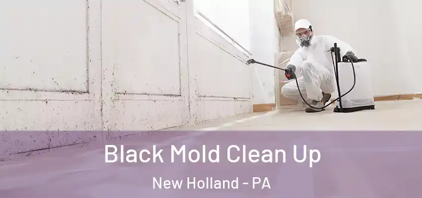 Black Mold Clean Up New Holland - PA