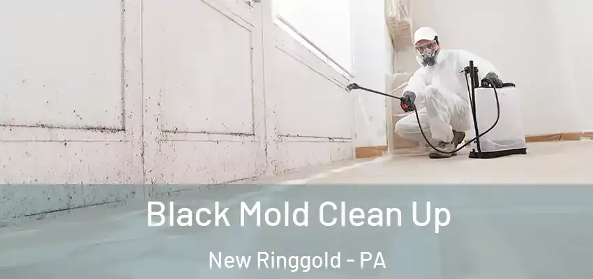 Black Mold Clean Up New Ringgold - PA