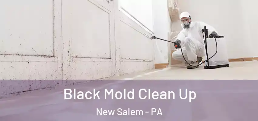  Black Mold Clean Up New Salem - PA