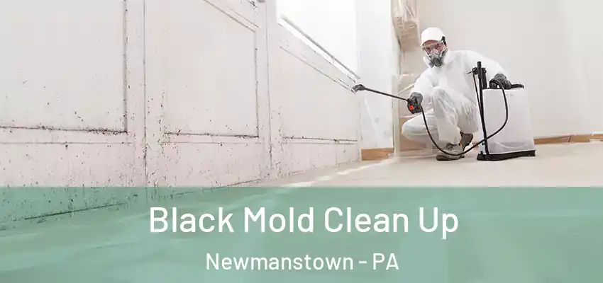  Black Mold Clean Up Newmanstown - PA