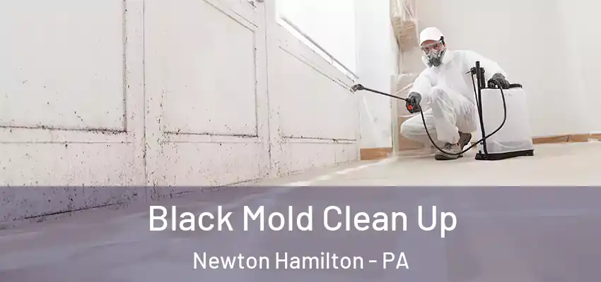 Black Mold Clean Up Newton Hamilton - PA
