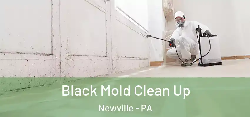  Black Mold Clean Up Newville - PA