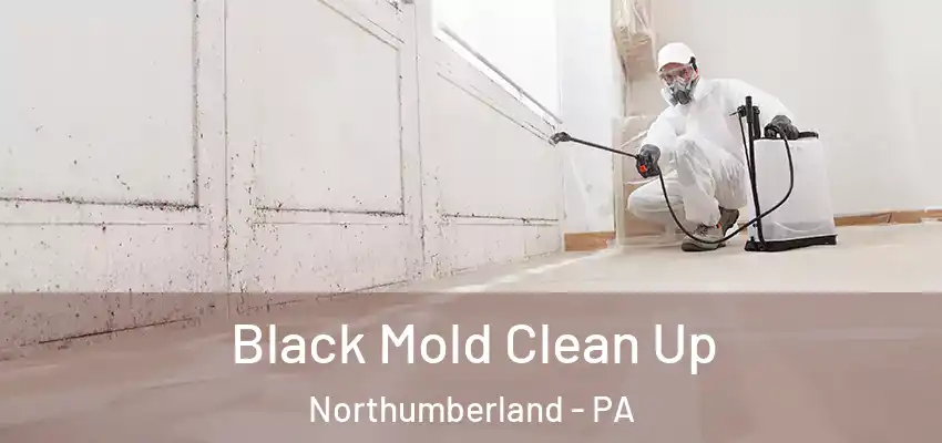  Black Mold Clean Up Northumberland - PA