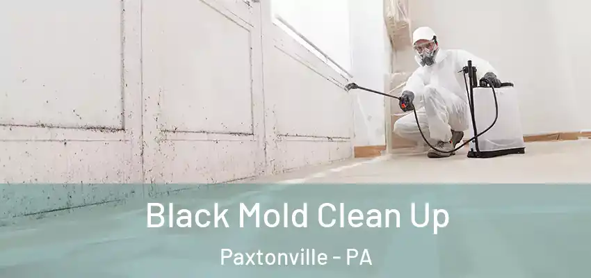 Black Mold Clean Up Paxtonville - PA
