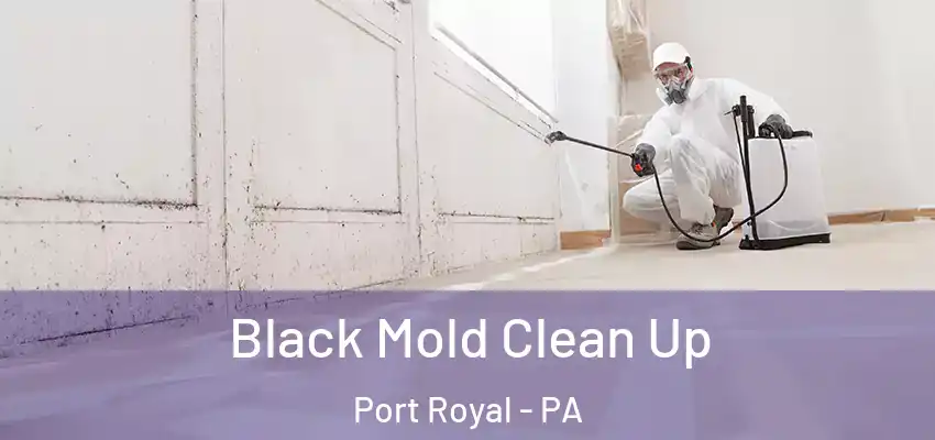 Black Mold Clean Up Port Royal - PA