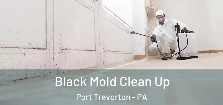 Black Mold Clean Up Port Trevorton - PA