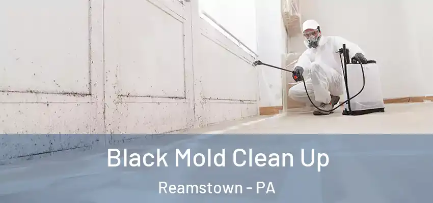  Black Mold Clean Up Reamstown - PA