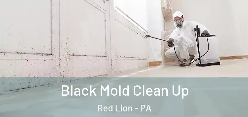  Black Mold Clean Up Red Lion - PA
