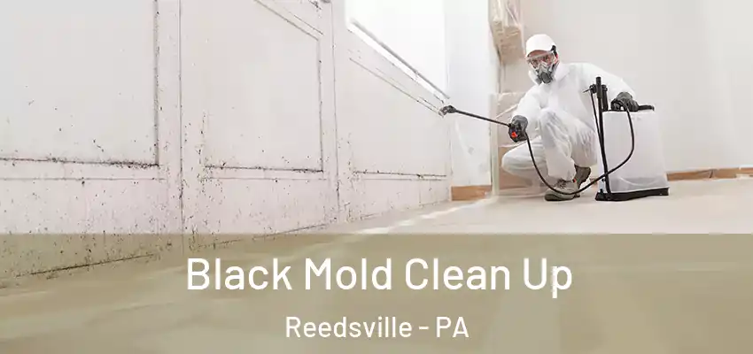  Black Mold Clean Up Reedsville - PA
