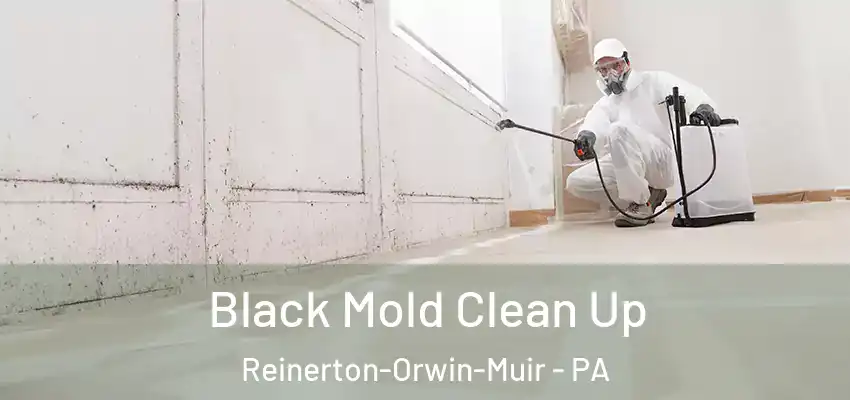 Black Mold Clean Up Reinerton-Orwin-Muir - PA