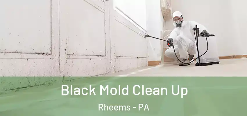  Black Mold Clean Up Rheems - PA