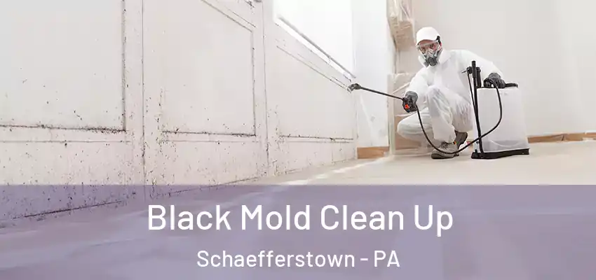  Black Mold Clean Up Schaefferstown - PA