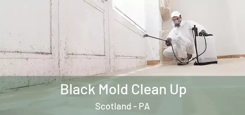 Black Mold Clean Up Scotland - PA