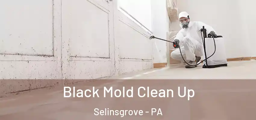  Black Mold Clean Up Selinsgrove - PA