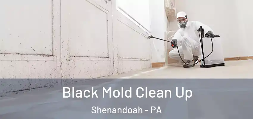  Black Mold Clean Up Shenandoah - PA
