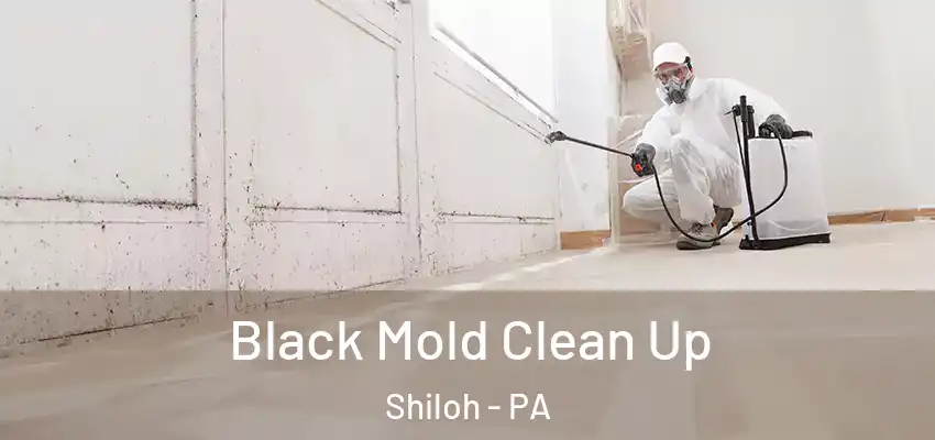  Black Mold Clean Up Shiloh - PA