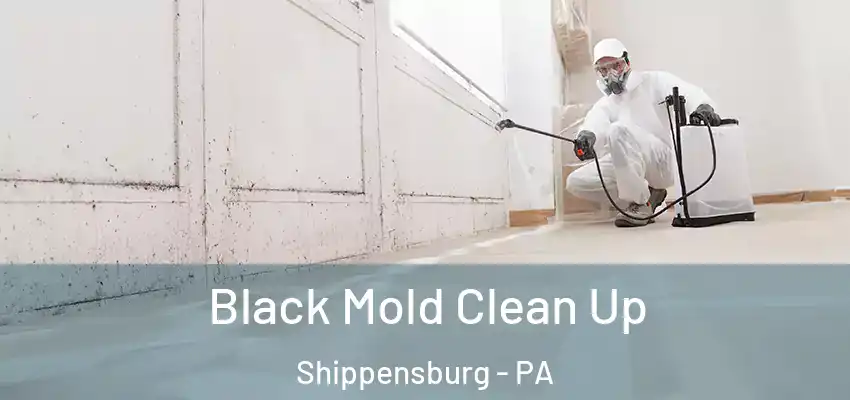  Black Mold Clean Up Shippensburg - PA