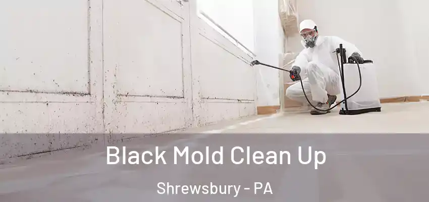 Black Mold Clean Up Shrewsbury - PA