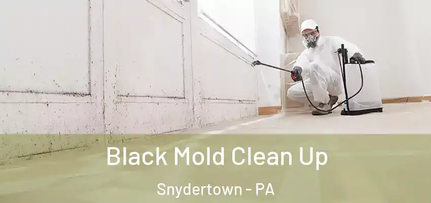  Black Mold Clean Up Snydertown - PA