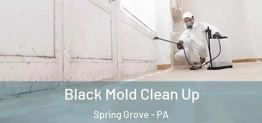 Black Mold Clean Up Spring Grove - PA