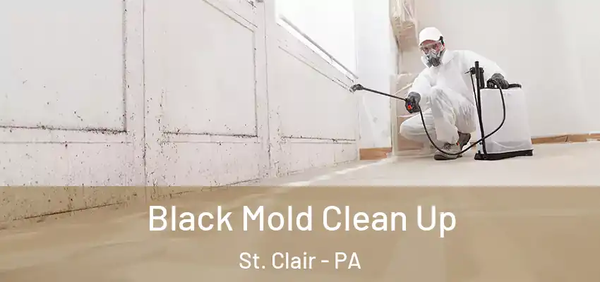  Black Mold Clean Up St. Clair - PA