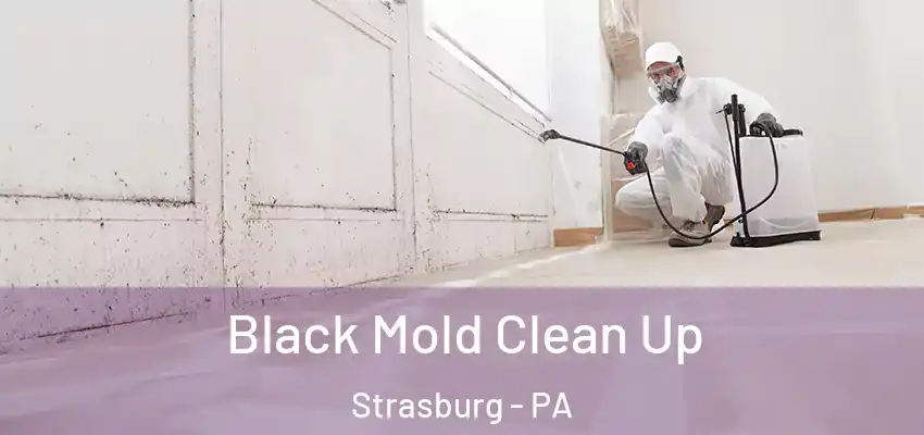  Black Mold Clean Up Strasburg - PA