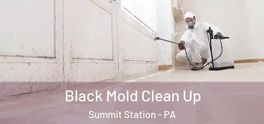  Black Mold Clean Up Summit Station - PA