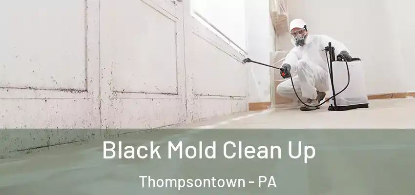  Black Mold Clean Up Thompsontown - PA