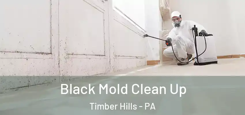 Black Mold Clean Up Timber Hills - PA