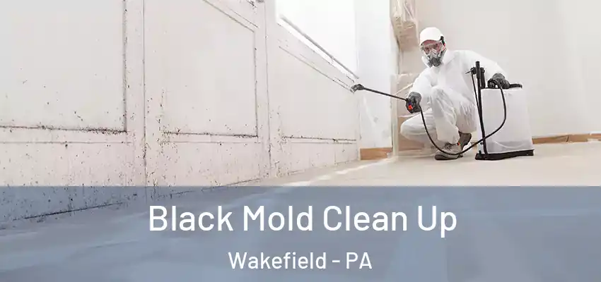  Black Mold Clean Up Wakefield - PA