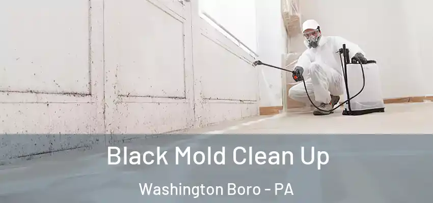 Black Mold Clean Up Washington Boro - PA