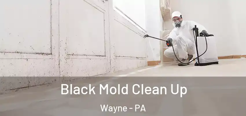  Black Mold Clean Up Wayne - PA