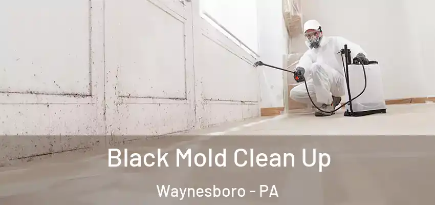 Black Mold Clean Up Waynesboro - PA