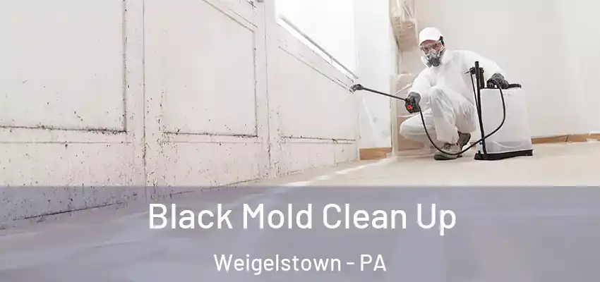 Black Mold Clean Up Weigelstown - PA
