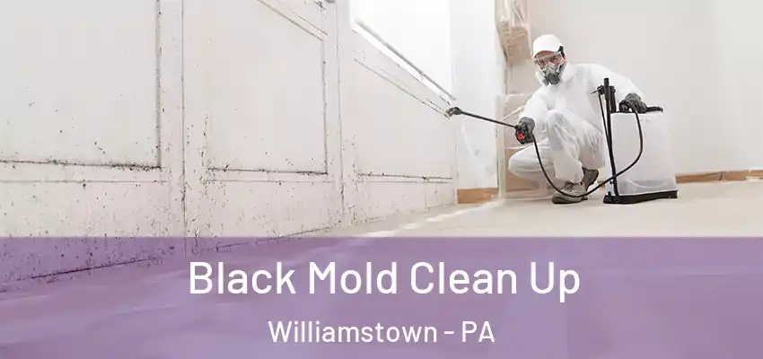 Black Mold Clean Up Williamstown - PA