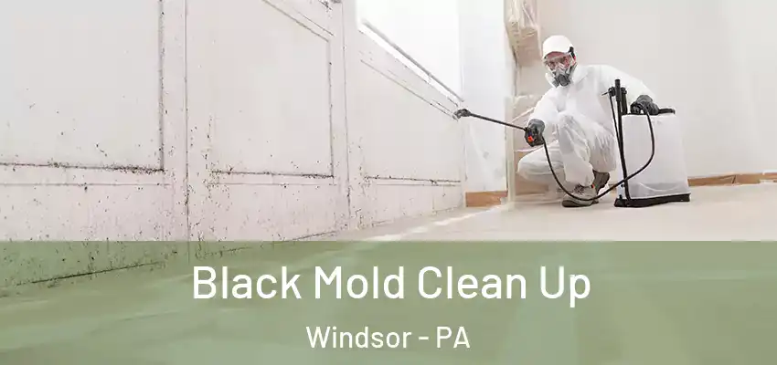  Black Mold Clean Up Windsor - PA
