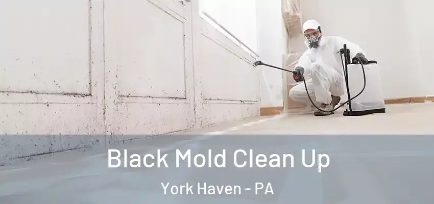 Black Mold Clean Up York Haven - PA