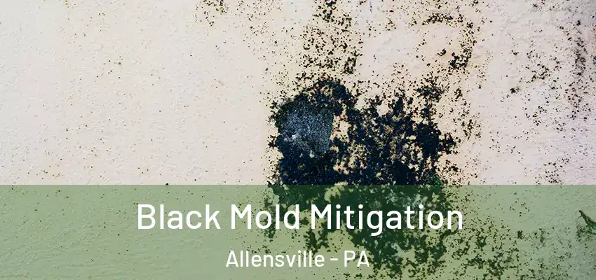 Black Mold Mitigation Allensville - PA
