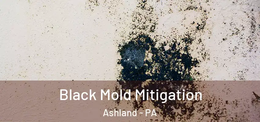 Black Mold Mitigation Ashland - PA