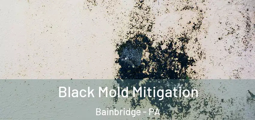  Black Mold Mitigation Bainbridge - PA