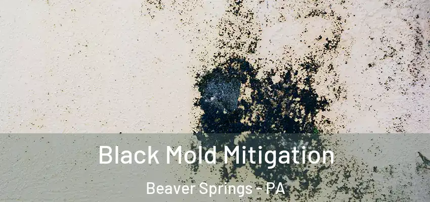  Black Mold Mitigation Beaver Springs - PA